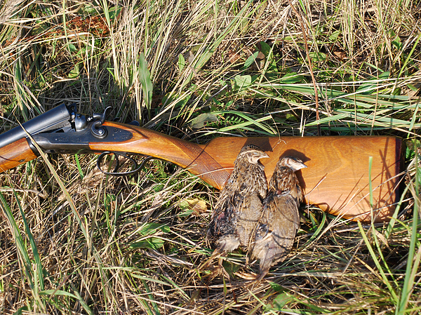 Изображение "...Может быть, вы и удивитесь, но у нас нельзя охотиться на перепела и бекаса...". Фото: Семина Михаила