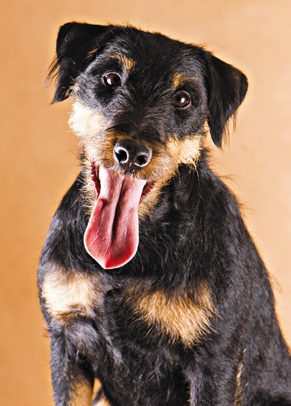 Изображение СДЕЛАНО В ГЕРМАНИИ!

В 20-х годах прошлого века Вальтер Цангенберг предложил 
создать «Клуб немецких охотничьих терьеров». Вскоре появился целый ряд питомников: «Цангенберг», «Балтиа», «Палатиа» и др. К этому времени были сформулированы и основные задачи в создании породы: собаки должны иметь темный окрас, рост ниже среднего, отличаться функциональностью сложки, не быть привлекательными для любителей, равнодушных к охоте, иметь высокоразвитые охотничьи инстинкты, допускать разностороннее применение. Начало породе было положено в питомнике Гекка в 1923 году, где от вязки темноокрашенной суки — фокстерьера Хантемона Хусси с жесткошерстным английским терьером Маннвилль Электрик Вайр, имевшего рыжий с черным седлом окрас, было получено потомство черноподпалых терьеров. 