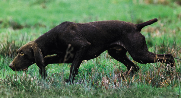 Изображение Фото ЖЮЛЬЕНА ДОМИНГО/LA REVUE NATIONALE DE LA CHASSE
