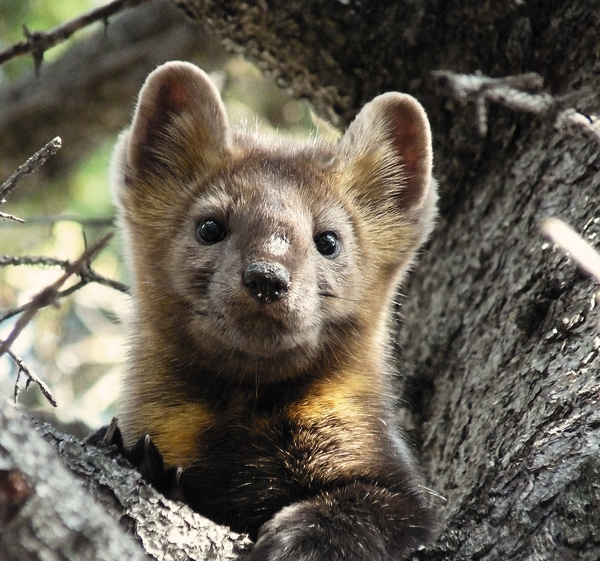 Изображение Опытные лайки уверенно идут по следу соболя, срезая наброды, и быстро загоняют зверька на дерево. 