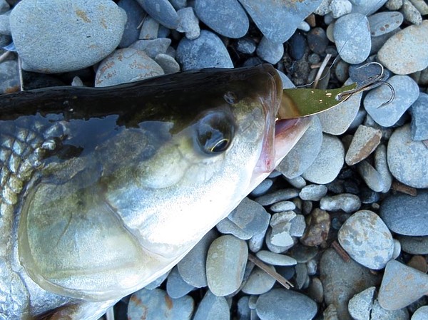 Изображение Фото: Алексей Коломиец.