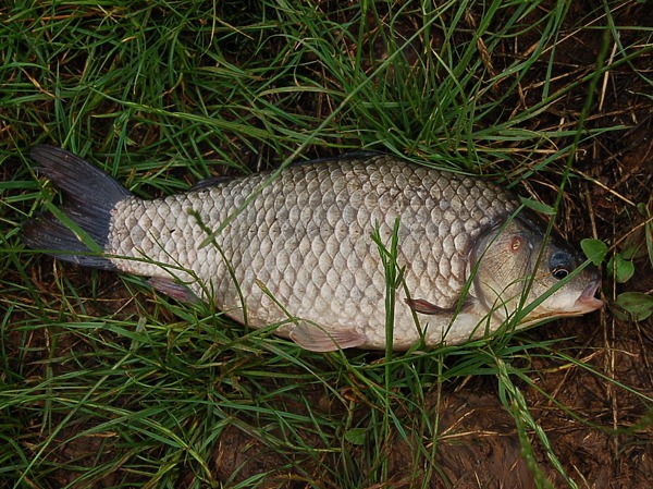 Изображение Фото: Яншевского Андрея. 