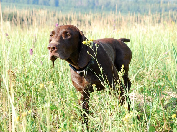 Изображение Стойка по подранку. Фото Сёмина Михаила