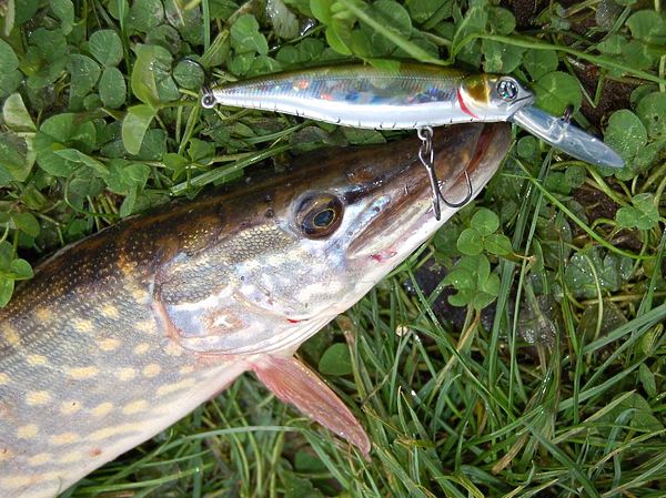 Изображение Фото: Яншевского Андрея. 