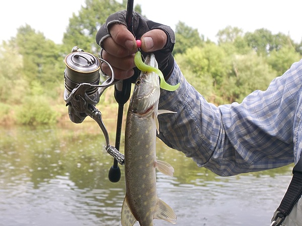 Изображение Силиконовые приманки с микроджигом с долгим планированием любит даже сытая щука. Фото: Евгений Кузнецов.
