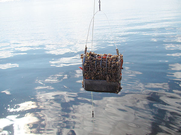 Изображение Фото: Линника Николая.