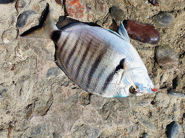 Каракос, или зубарик серебристый, удивительно красивая рыба. Фото: Шеляга Геннадия. 