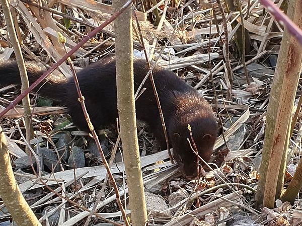 Изображение Нежданная гостья оторвала от процесса ловли. Фото: Геннадий Шеляг.