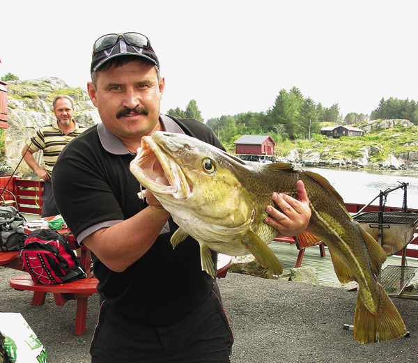 Изображение Крупная треска лучше шла на пилькеры сильно вытянутой формы с оранжево-желтым брюшком. 