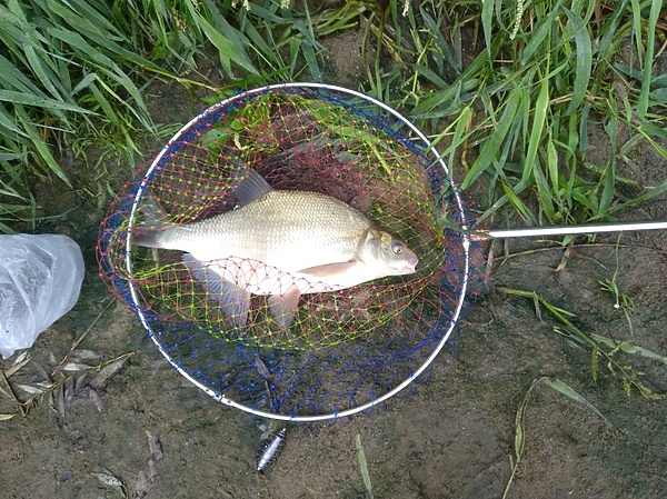 Изображение Первый в улове. Фото: Трембицкого Алексея. 