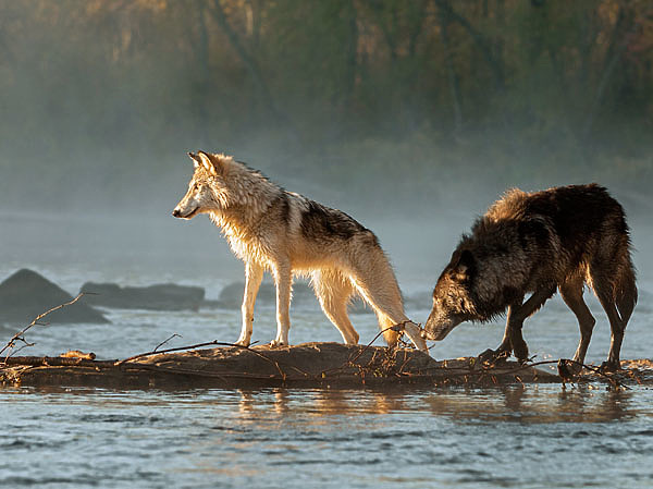 Изображение За рекой протяжно завыли волки. Заунывный, тоскливый вой серых тварей отозвался во мне леденящим душу ознобом. В сердцах я проклинал волчье поголовье за жестокие кровавые разбои и опустошение лесов.  ФОТО: shutterstock 