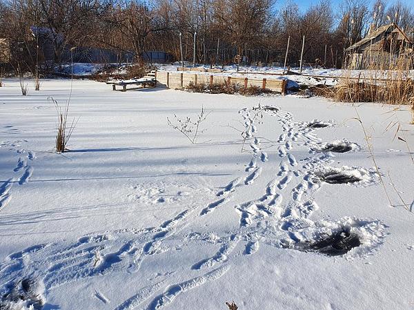Изображение Каждая свежепробуренная лунка – это приток кислорода в воду. Фото: Геннадий Шеляг.