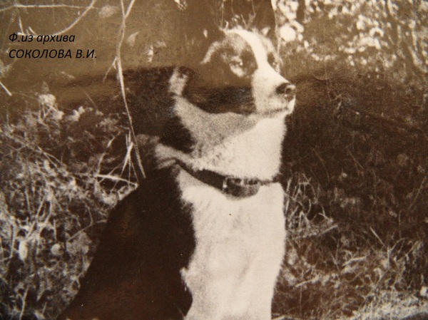 Изображение Разбой р.65г. от Верного Вонгаз и Дины Власова. Вл.Зарубин В.А.