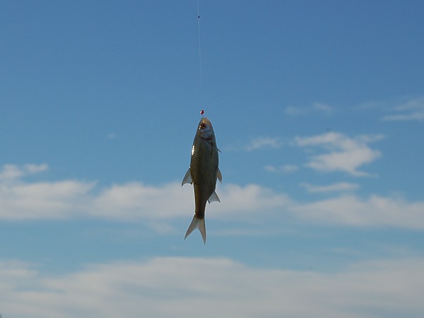 Изображение Фото: Яншевского Андрея. 