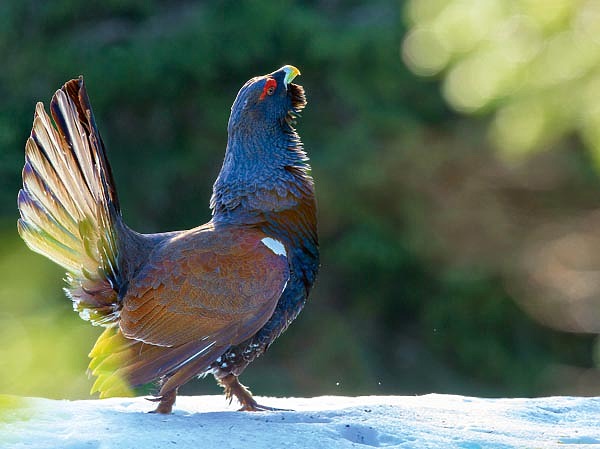 Изображение Пока есть русская охота, токующий глухарь будет оставаться ее символом. ФОТО SHUTTERSTOCK