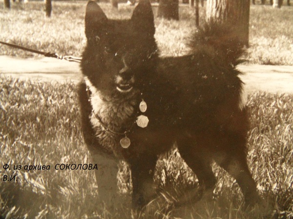 Изображение Лесной 1684 р.71 от Калана 1523 и Рады 1335. Вл. Голяков В.Н.