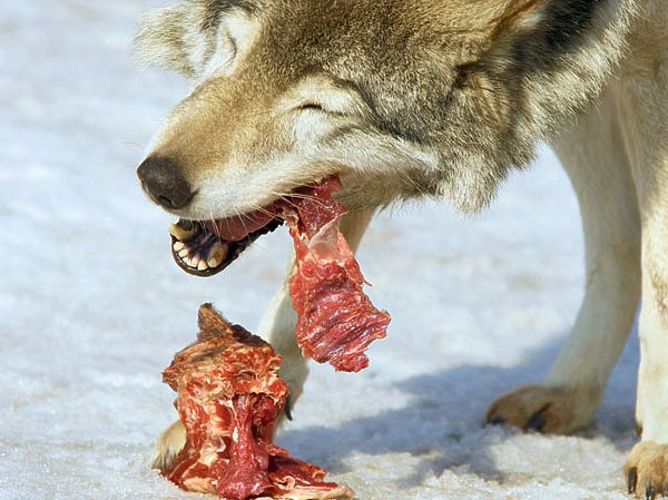 Изображение Что дикому волку хорошо, то вашему домашнему Тобику может принести вред. ФОТО SHUTTERSTOCK