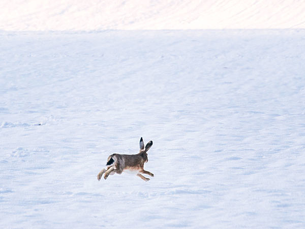 Изображение Заяц-русак в лесной зоне встречается значительно реже беляка, он предпочитает поля и открытые места. ФОТО SHUTTERSTOCK 
