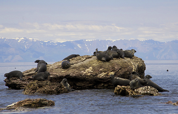 Изображение Байкальская нерпа, как и ее морские сородичи, любит отдыхать
на уединенных каменистых островках.