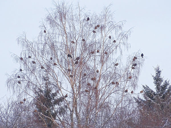 Изображение Фото автора.