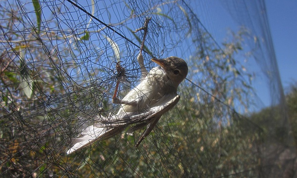 Изображение Бледная пересмешка (Olivaceous Warbler), пойманная в сети в окрестностях Фамагуста, Кипр. Фото BirdLife.