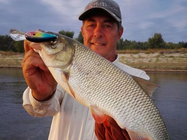 Изображение Bomber Fat Free Shad когда-то куплен был не того размера. Фото: Алексей Коломиец.