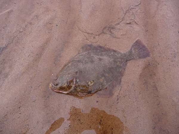 Изображение Беломорская речная камбала. Фото: forum.guns.ru. 