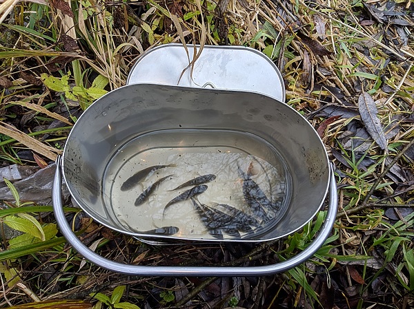 Изображение Уловчик. Фото: Трембицкого Алексея.