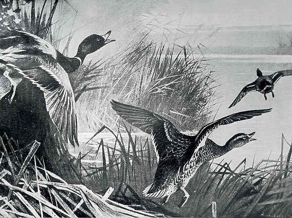 Изображение ИЛЛЮСТРАЦИЯ ИЗ АРХИВА ПАВЛА ГУСЕВА