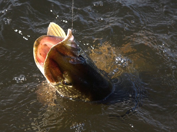 Изображение Щука тоже оценила эту поверхностную приманку, так похожую на ее естественную еду. Фото: Евгений Кузнецов. 