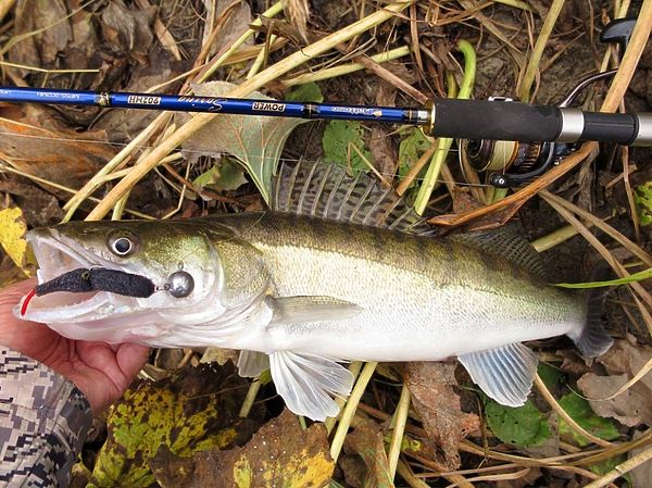 Изображение К новому спиннингу нареканий нет. Фото: Алексей Коломиец.