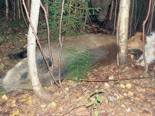 Изображение Это моя добыча! ФОТО ПЕТРА КОЗЛОВА 