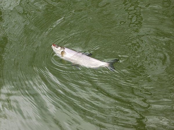 Изображение Сиг любит мотыля и тонкую леску. Фото: Андрей Яншевский.