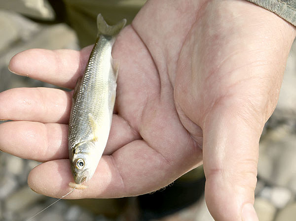 Изображение Фото: Геннадий Шеляг.