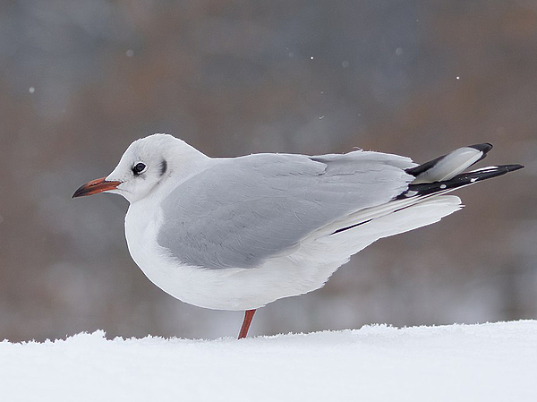 Изображение Озёрная чайка в зимнем оперении. Фото: wikipedia.org 