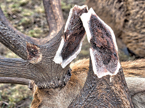 Изображение На охоте случается разное. Что делать охотнику, если трофей некондиционный? Плакать или не расстраиваться? По правилам SCI поврежденные трофеи не могут официально регистрироваться в книге рекордов клуба. Однако это не уменьшает ценности трофея для охотника. Фото автора.