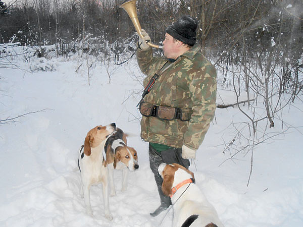Изображение К охотничьему сезону готовим собаку заранее,  не только с помощью увеличения физических нагрузок, но и  за счет изменения рациона питания. ФОТО ДМИТРИЯ ВАСИЛЬЕВА 