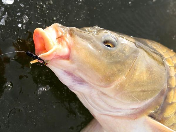 Изображение Фото: Алексей Коломиец. 