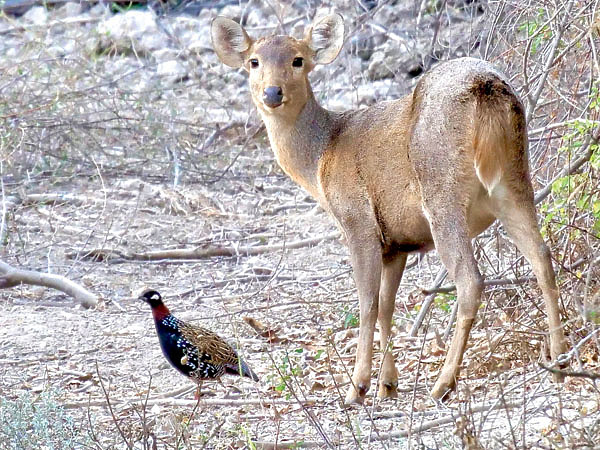 Изображение Вот такая дружная компания: самка оленя и франколин. Фото автора.