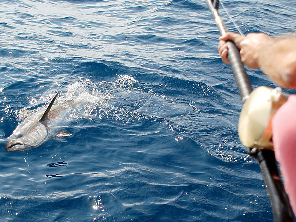 Изображение Вываживание каждого трофея требовало немало усилий. Фото: Тоболь Евгении. 