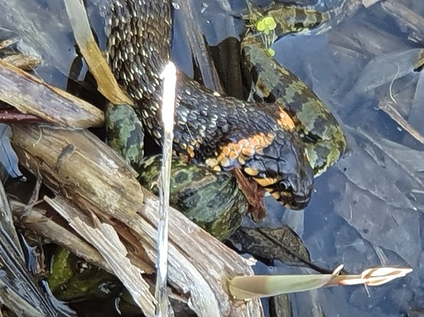 Изображение Видимо уж был очень голоден, раз схватил добычу столь большую для себя. Фото: Геннадий Шеляг.