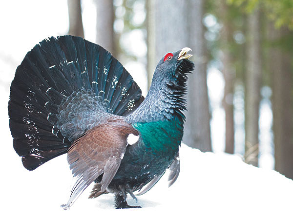 Изображение Фото Stelviopar/wikimedia.org (CC BY-SA 4.0)