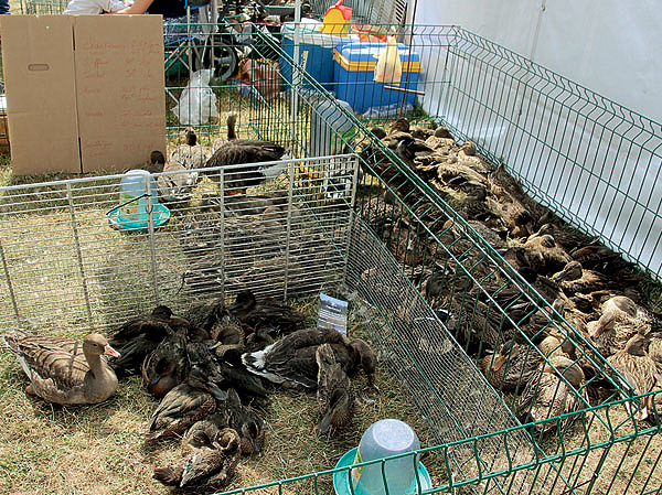 Изображение Обилие водоплавающих в вольерах на базарной площади поражало воображение. Фото автора.