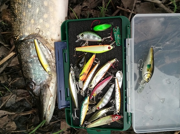 Изображение Спасенный счастливчик лежит отдельно на крышке. Фото: Евгений Кузнецов.