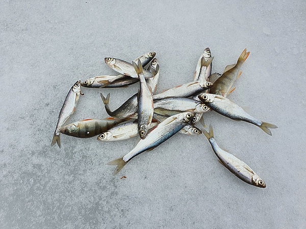 Изображение На бесклевье такой улов – это уже что-то. Фото: Шеляга Геннадия.