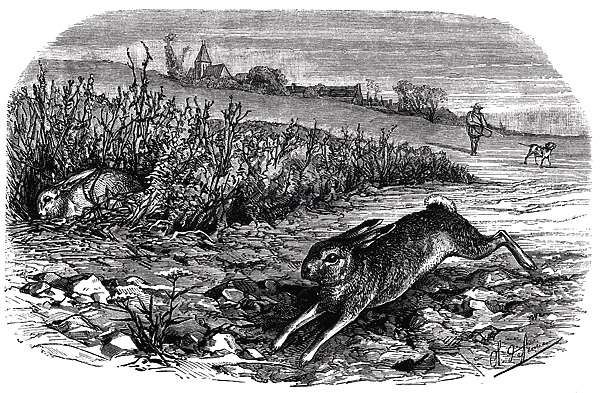 Изображение Если места труднопроходимые, нужно помогать гончей поднимать зверька из зарослей, овражков, куда собакам трудно добраться.