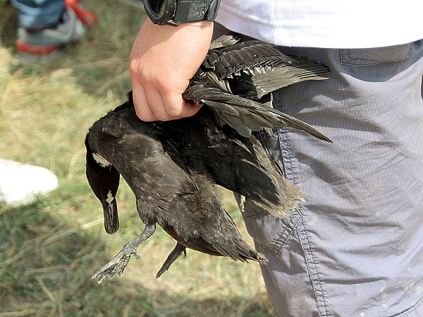 Изображение В крепких руках нового хозяина. Фото автора.