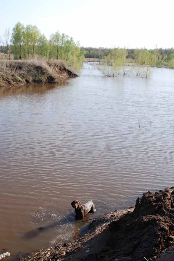 Изображение Затопленные луга. Фото: Сёмина Михаила