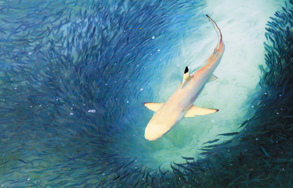 Изображение Крупные акулы, чьи обтекаемые тела, словно торпеды, проносятся в толще воды, разбивая плотные косяки сельди, ставриды или сардин, особенно опасны и могут наносить ощутимый вред рыболовству.