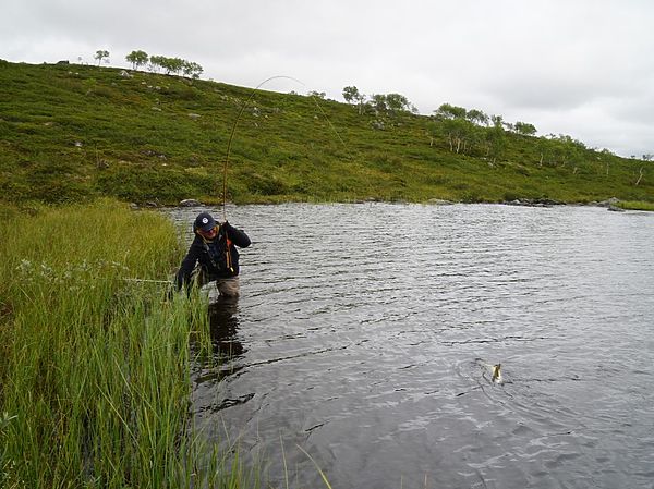 Изображение Кумжа после длительного вываживания утомлена и осталось только аккуратно взять ее в подсачек. Фото: Геннадий Шеляг. 